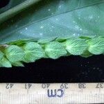 Justicia refractifolia Hoja
