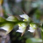Bulbophyllum bifarium Flor