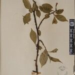 Prunus rufa Other