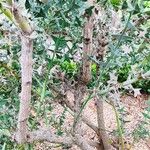 Colletia paradoxa Облик