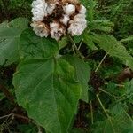 Clerodendrum chinense Levél