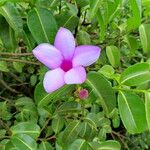 Cryptostegia madagascariensis Folio