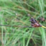 Rhynchospora fusca Autre