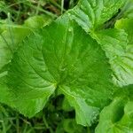 Centella asiatica Blad