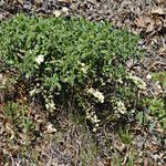 Baptisia bracteata Habit