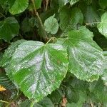 Tilia x europaea Blad