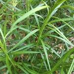 Amsonia ciliata Lapas