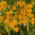 Senna surattensis Flor