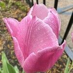 Tulipa grengiolensis Flower