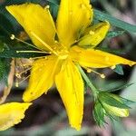 Hypericum perfoliatum花