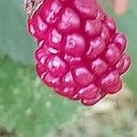 Rubus gratus Vaisius