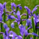 Iris aphylla 形態