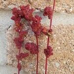 Chenopodium rubrum Цвят