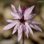 Lithophragma glabrum Flower