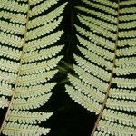 Cyathea multiflora برگ
