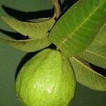 Psidium guajavaФрукт