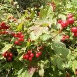 Viburnum opulusFruit