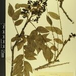 Zanthoxylum oxyphyllum Anders