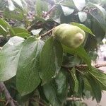 Ficus assamica Fruit