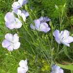 Linum usitatissimum ফুল