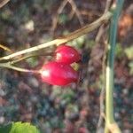 Rosa dumalis Fruit