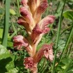 Orobanche teucrii Leaf