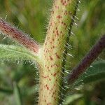 Echium asperrimum Bark