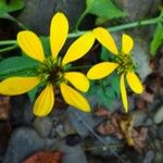 Rudbeckia laciniataFlor