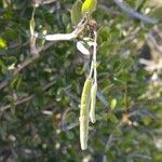Cadaba virgata Fruto