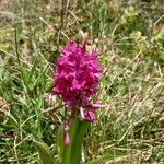 Dactylorhiza sambucinaBlomst