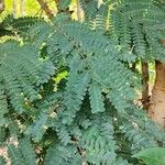 Biancaea sappan Leaf