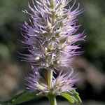 Agastache parvifolia Blüte