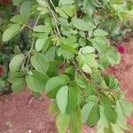 Calliandra tergemina Leaf