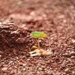 Terminalia superba Hábito