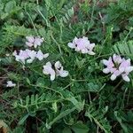 Coronilla viminalis Цветок