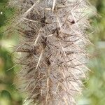 Trifolium angustifolium Fruit