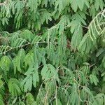 Calliandra tweediei Leaf