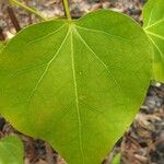 Argyreia nervosa Leaf