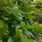 Magnolia x soulangeana Листок