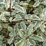 Pittosporum tenuifoliumᱥᱟᱠᱟᱢ