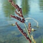 Echinochloa muricata Övriga