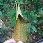 Shorea symingtonii Leaf