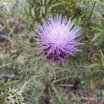 Cynara humilis 花