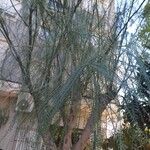 Parkinsonia aculeataبرگ