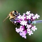 Verbena bonariensis Outro