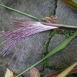 Miscanthus × longiberbis Fiore