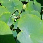 Nelumbo nucifera Foglia