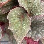 Begonia rexLeaf