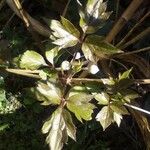 Hydrophyllum virginianum Hoja