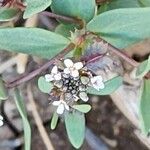 Aethionema carneum Flors